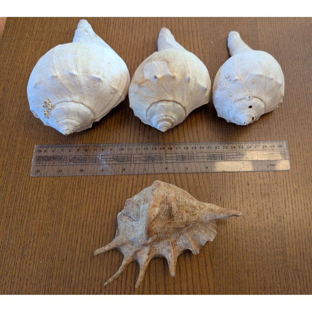 3 Large Conch & 1 Spider Conch  Seashell 7.5" x 4" ~ 6"x 3.5" Set of‎ 4 Shells
